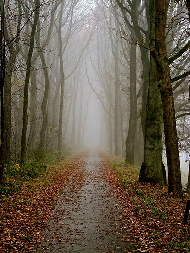 road autumn trees nature fog lumix panasonic drunen heidijk