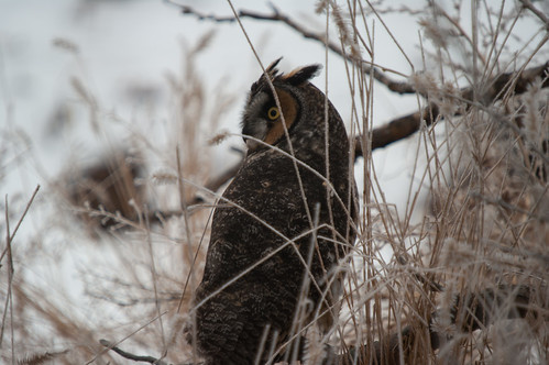 canada pentax wildlife owl saskatchewan assiniboia k20d gmpentaxfan