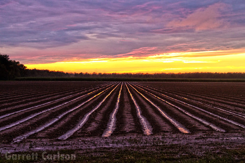 sunset field cane landscape photography louisiana mud south crops hdr sugarcane schriever canefield canefeild