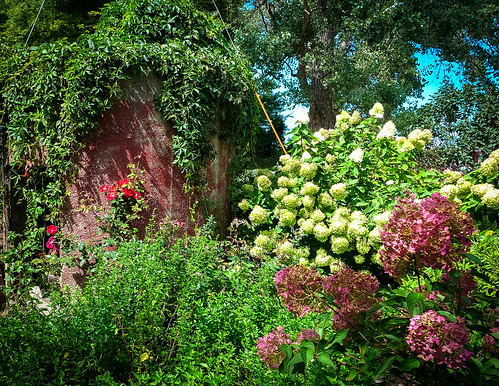 flowers outdoor color boyerrivergardensandgifts hydrangea tomatotasting