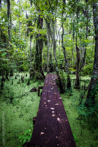 usa tree verde green us flora nikon louisiana pantano swamp árbol boardwalk nikkor wetland d4 humedal maurepas livingstonparish 2470mmf28g paseotablado headofisland 201207216374