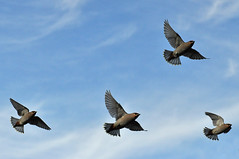 Waxwings in flight