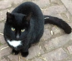 zwart witte kat