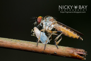 Robberfly (Asilidae) - DSC_0945