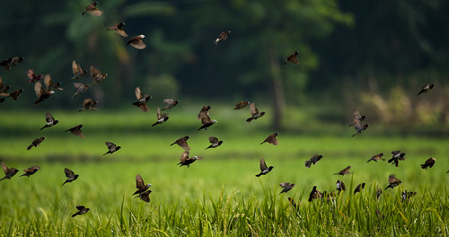 morning people tree bird nature field yellow bug garden insect fly asia soft paddy bell outdoor wildlife flock group scarecrow grain beak harvest feather voice finch tropic prey farmer avian enemy kernel oryzasativa naturalenemy