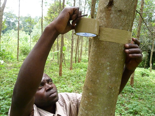 forest forestry north harvest management plantation congo wwf beni coppice kivu coppicing coppicingwithstandards coppicewithstandards ecomakala