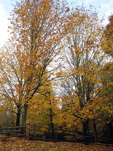 Fall at Lord Hill Regional Park
