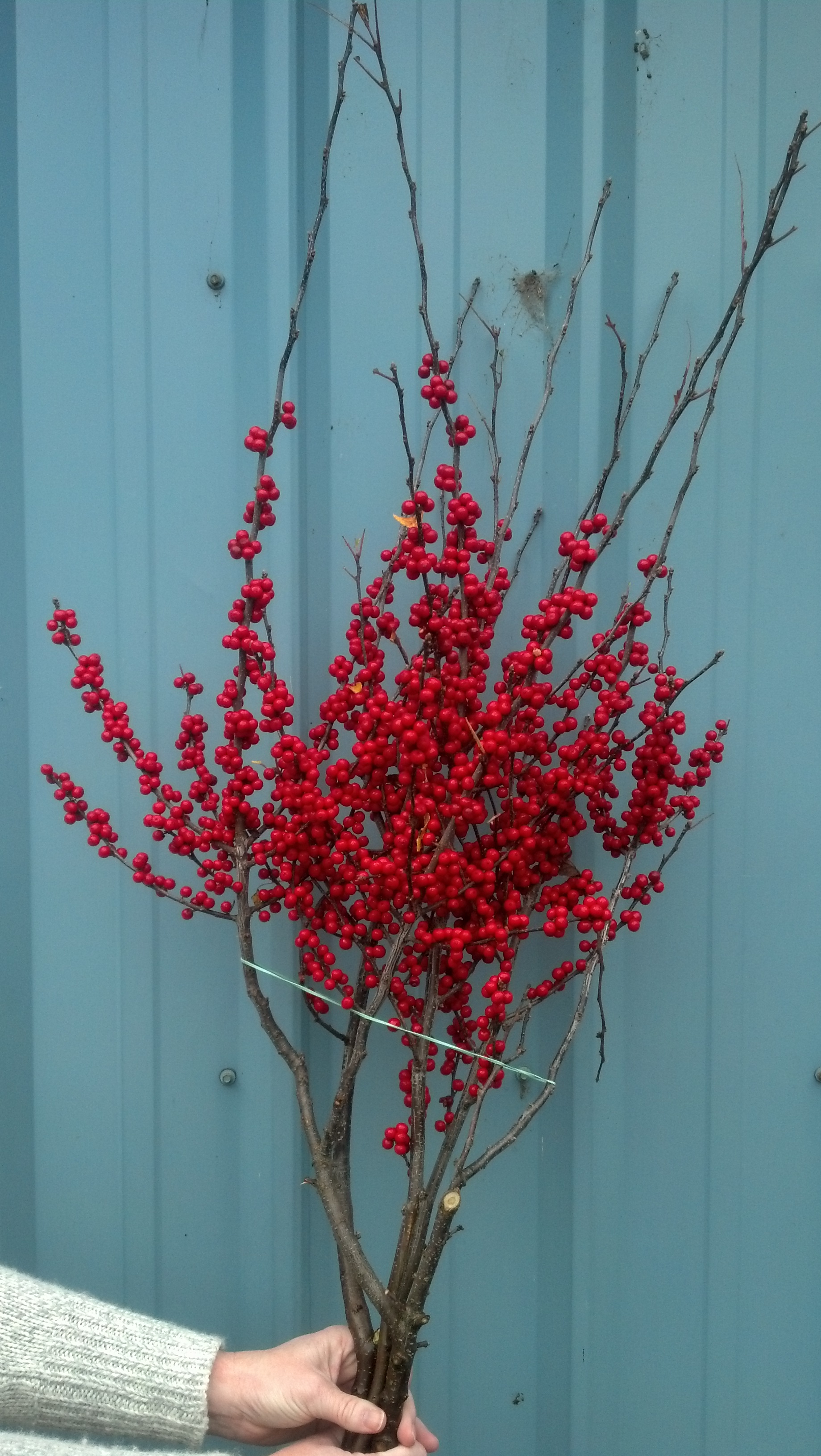 red ilex winter branches