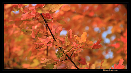 autumn nature automne au flickraward