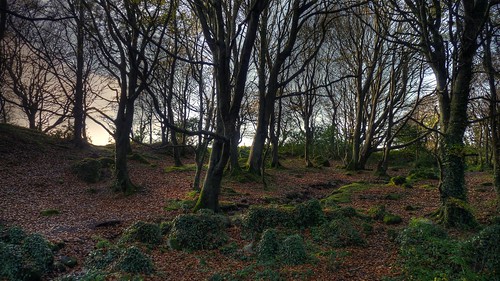 wood autumn ireland panorama irish tree verde green foglie landscape leaf view foglia leafs albero autunno hdr irlandese irlanda barna barnawoods panasoniclumixfz38