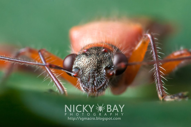 Broad-Headed Bug (Alydidae) - DSC_3801