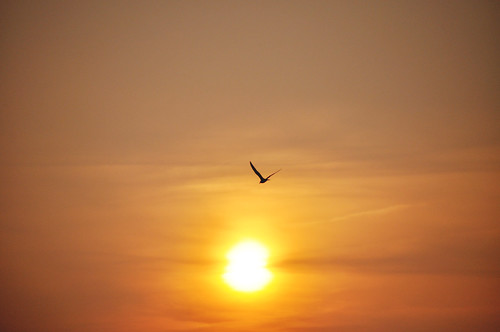 light sunset sky orange sun bird yellow clouds tramonto nuvole giallo cielo lice sole uccello adieu arancine mygearandme