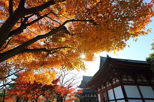 travel autumn red building yellow japan architecture landscape temple maple construction kyoto momiji 京都 日本 紅葉 寺院 秋 東寺 世界遺産 五重塔 モミジ kayede