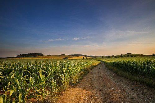 road dirt corn moravian trees tree sunset sunlight summer spring sky season scenic scenery rural plant outdoor nature landscape land idyllic horizon green grass forest field farm evening environment day countryside country cloudy clouds cloud beauty beautiful background agriculture