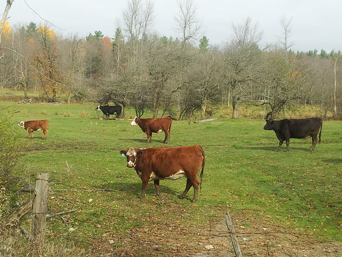 cows farm country