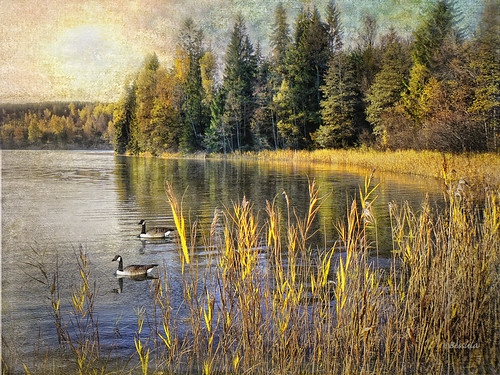 autumn lake tree texture reed nature forest sweden swans rushes photomix thegalaxy bessula bestcapturesaoi magicunicornmasterpiece rememberthatmomentlevel1 rememberthatmomentlevel2 bestevergoldenartists creativephotocafe