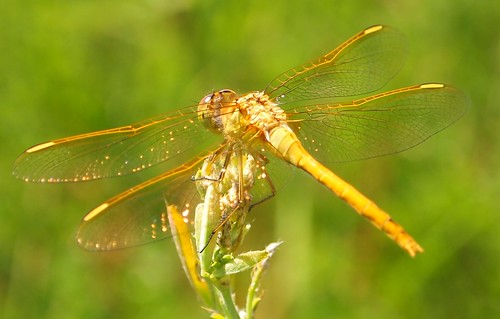 odonata libellulidae anisoptera sympetrum sympetrumcostiferum