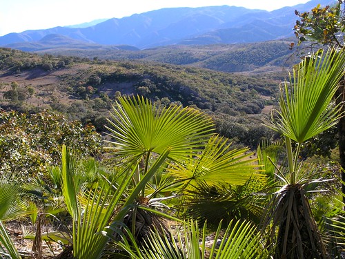 plants latinamerica forest mexico flickr oaxaca gps 2007 mex panoramio regiónmixteca