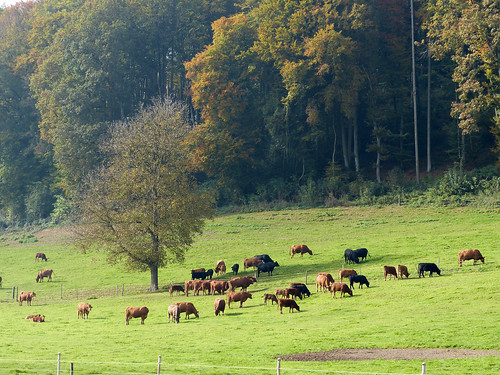 autumn nature schweiz switzerland cows herbst natur kühe vieh rafz herbsttage autumndays zürcherunterland rafzerfeld zurichlowlands