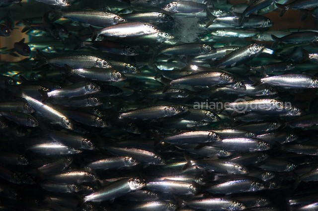 Vancouver Aquarium Luminescence/herring