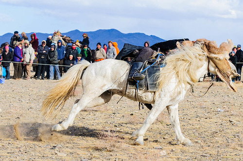 horses animals festival mongolia activities olgii naturelandscape bayanolgii