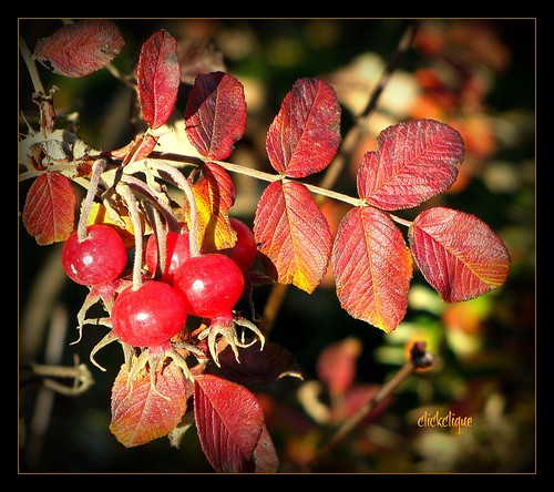 red fall leaves rose closeup bokeh hips shrub