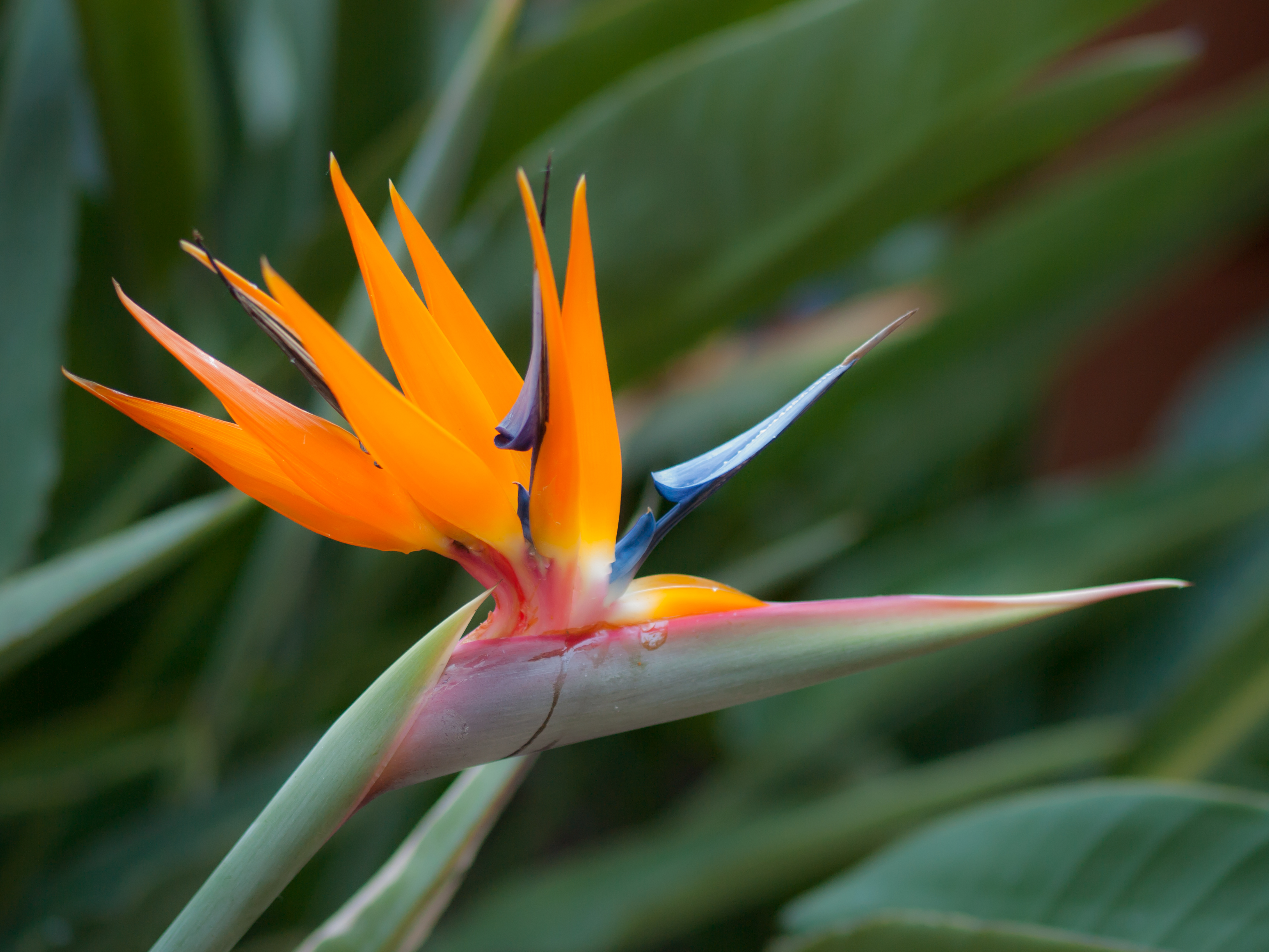 Bird of Paradise Flower | Flickr - Photo Sharing!