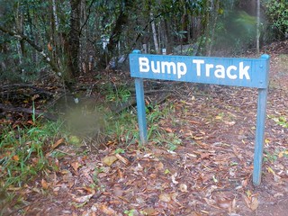The Bump Track