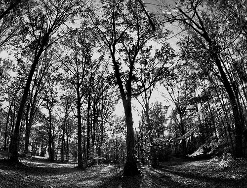 autumn trees blackandwhite shadows wideanglelens