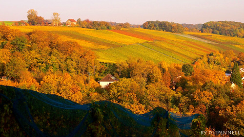 vineyard herbst weinberg atumn gundelsheim michaelsberg