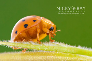 Ladybird (Coccinellidae) - DSC_4860