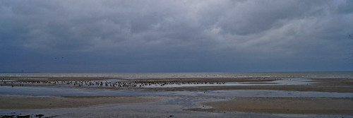 lake bird beach clouds geese duck lakeerie greatlakes shore waterfowl canadageese mallardduck portclintonohio lakeerieshore ottawacountyohio