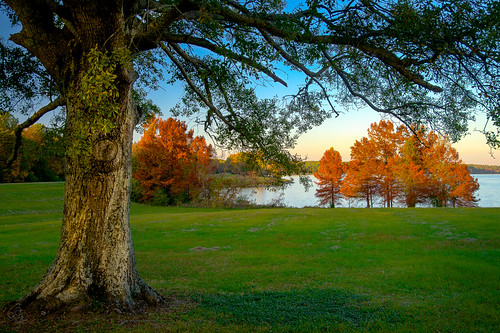 trees orange lake tree mississippi unitedstates jackson fallfoliage madison cypress goldenhour natcheztrace fav10 longlight rossbarnettreservoir