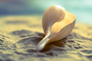 Macro Mondays "The first letter of my name" - Sand, shell and the sound of sea"