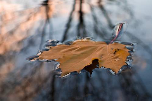 sunset fall water leaf