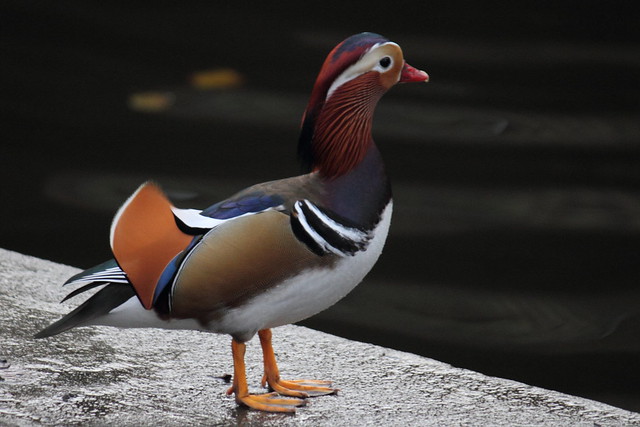 Mandarin Duck, Leeds Liverpool Canal