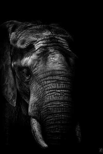 portrait bw elephant animal mammal zoo blackwhite nikon sw nikkor schwarzweiss elefant duisburg 70300 d80 mygearandme highqualityanimals