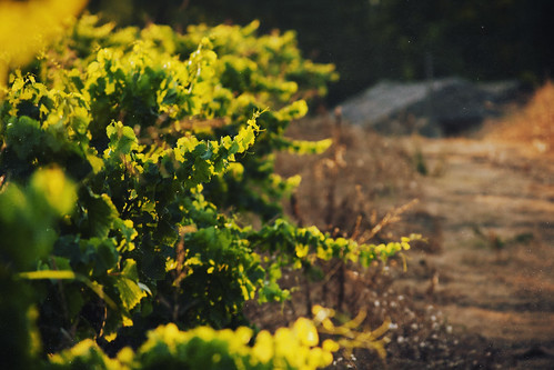 light sunset sunlight france green texture colors french wine bokeh winery grapes goldenhour 2012 jurjenharmsma