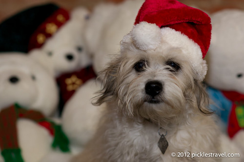 Puppy Holiday Wishes