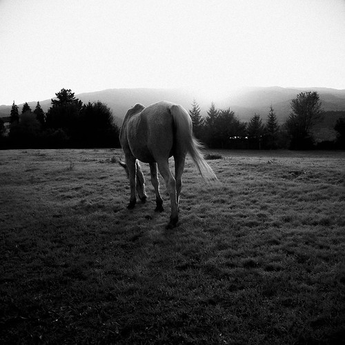 sunset horse white black green xpro tramonto fuji lawn f16 finepix fujifilm prato cavallo bianco nero 18mm bibbiena xpro1 fujifilmxpro1