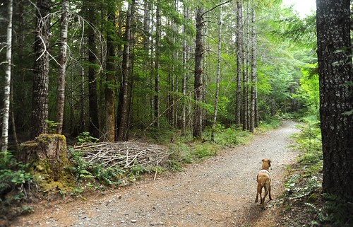 Rosie on the forest road, checking out the path, spruce trees, branches, stump, moss, Breitenbush Hot Springs, Marion County, Oregon by Wonderlane