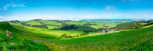 newzealand panorama green cattle sheep meadow northisland lush northland capereinga