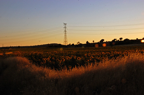 sunset sky españa field skyline landscape atardecer spain bokeh paisaje cielo sunflower campo lands castillalamancha girasoles