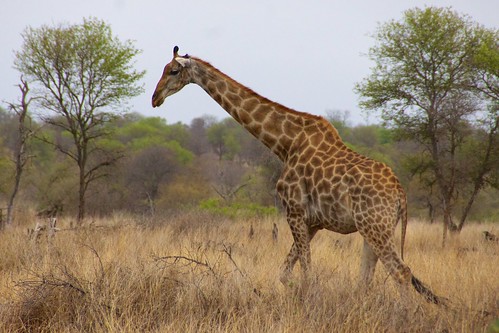africa southafrica safari giraffe singita lebombolodge