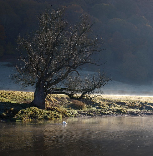 autumn trees mist river landscape