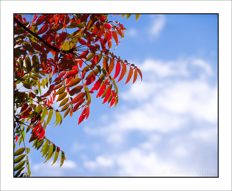 色づく葉 / Colored leaves