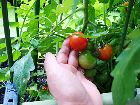 トマト収穫