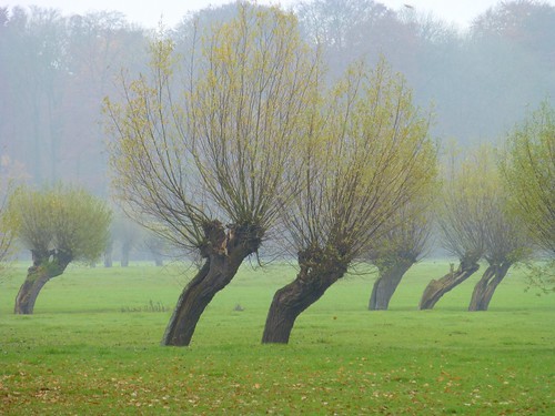 mist netherlands misty fog landscape utrecht day foggy nederland thenetherlands willow landschaft willows uithof willowtrees p1070060