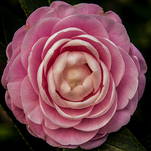 flower japanrose camellia teaflower theaceae pinkflower petals nature