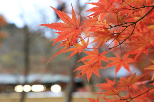 Autumn Eikando 永観堂